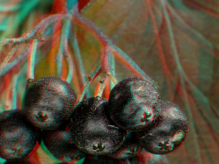 Fekete bogyók lógnak egy faágon, természetes környezetben.