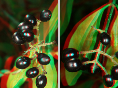 Fekete bogyók zöld levelek között, 3D hatással, természetes környezetben.