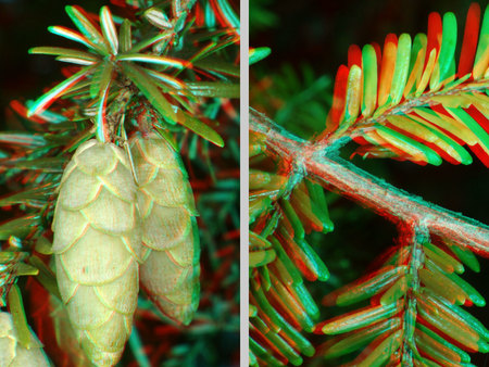 Fenyőfa ága tobozokkal és tűlevelekkel, sztereoszkópikus hatású piros-kék szűrőkkel.