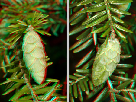 Két fenyőtoboz fenyőágakon, 3D hatású kép vörös és kék szűrőkkel.