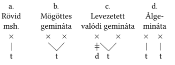 Fonetikai mássalhangzó struktúrák Különböző mássalhangzó struktúrák: rövid mássalhangzó, mögöttes gemináta, levezetett valódi gemináta, álgemináta.