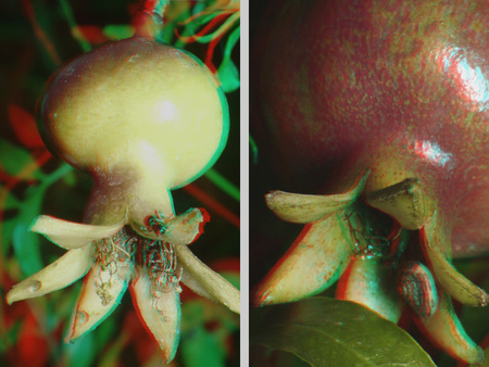 A képen egy gránátalma növény fiatal és érett termése látható, zöld és piros színekben.