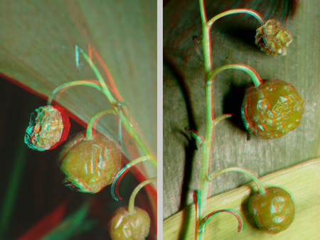 Gyöngyvirág termései láthatók két különböző nézetben, 3D hatással.