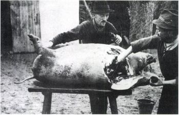 Hagyományos disznóvágás két férfival Két férfi disznóvágást végez egy asztalon fekvő disznóval.