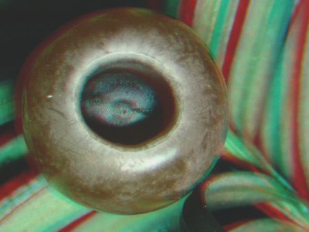 Hal szeme közelről színes csíkos háttérrel Közelről fotózott hal szeme színes csíkos háttérrel