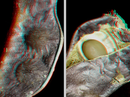 Közelről készült kép egy hal kopoltyújáról és szeméről, 3D hatással.