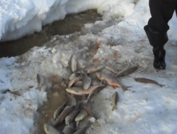 Halak a jégen téli horgászat közben Halak a jégen, egy ember lába mellett, téli horgászat során.