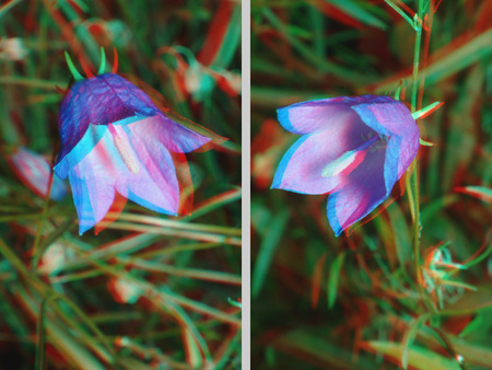 Két harangvirág látható anaglif 3D technikával, piros-kék szűrőkkel nézve térhatást kelt.
