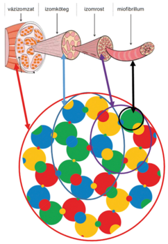 Az izom szerkezeti felépítése a vázizomzattól a miofibrillumig, feliratokkal.