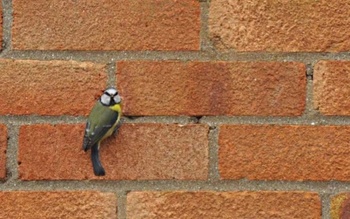 Kék cinege ül egy téglafalon, háttérben vörös téglák láthatók.