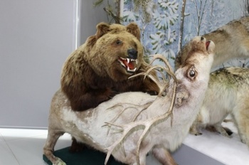 Kitömött medve támad egy szarvast múzeumi kiállításon Kitömött medve támad egy szarvast múzeumi kiállításon, vadállatok bemutatása.