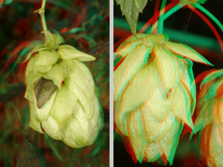 Két komlótoboz látható 3D hatású megjelenítéssel, zöld és piros színekben.