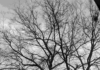 Fekete-fehér kép egy kopár fáról, amelynek ágai az ég felé nyúlnak.