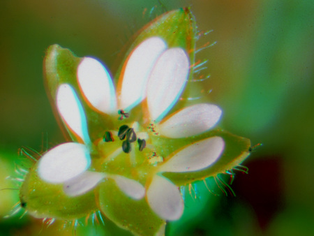 Közeli felvétel egy apró virágról, fehér szirmokkal és zöld levelekkel.