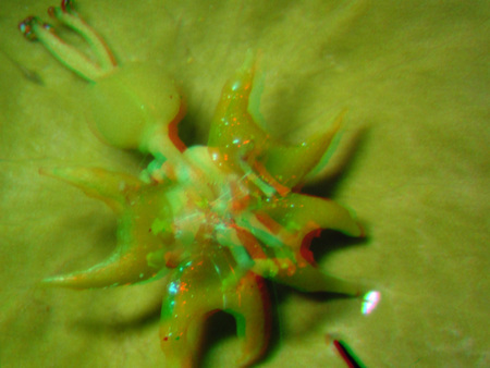 Zöld színű, különleges formájú tengeri élőlény, virágszerű struktúrával