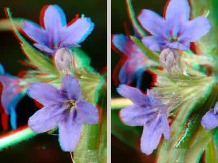 Lila virág anaglif 3D technikával, térhatású megjelenítés a természetben.