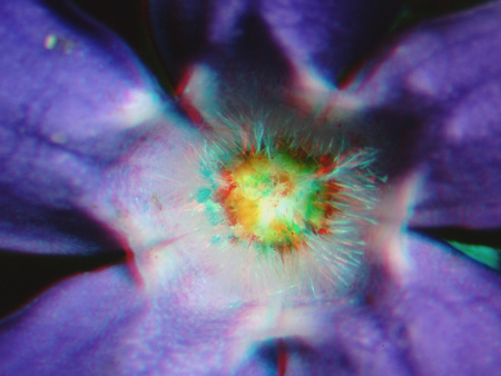 Közeli felvétel egy lila virágról, színes és szőrös középponttal.