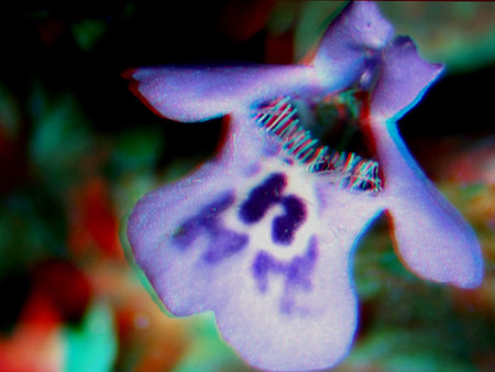 Lila virág, amelynek szirmai lilás árnyalatúak, középen sötét foltokkal.