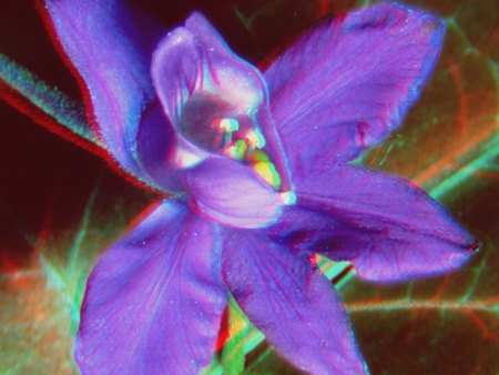 Lila virág színes, elmosódott háttér előtt, természetes környezetben