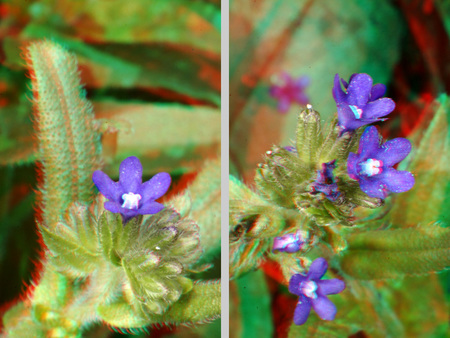 Lila virág apró szirmokkal és szőrös levelekkel, természetes környezetben