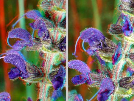 Közeli felvétel egy lila virágról, sztereoszkópikus hatással, mintha 3D-ben lenne megjelenítve.