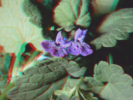 Lila virág zöld levelek között, 3D hatással, természetes környezetben.