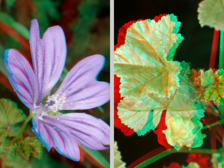 A képen egy lila virág és zöld levelek láthatók anaglif 3D hatással, természetes környezetben.