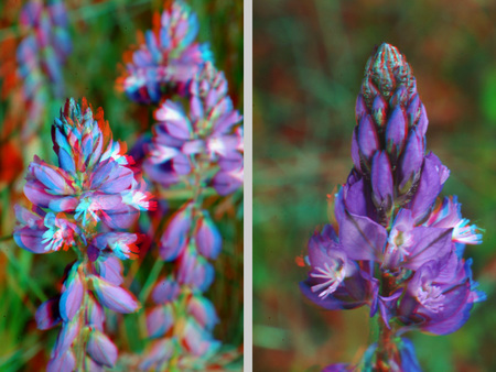 Lila virágok láthatók 3D hatású képként, természetes környezetben.