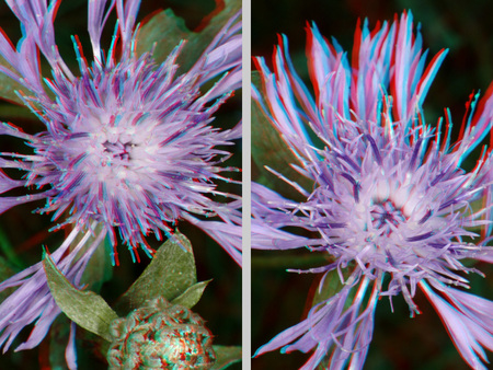 Lila virágok anaglif 3D hatással Két lila virág látható anaglif 3D hatással, a virágok részletei kiemelkednek.