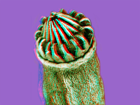 Mák kapszula bordázott mintázattal, lila háttérrel, közelről fotózva.