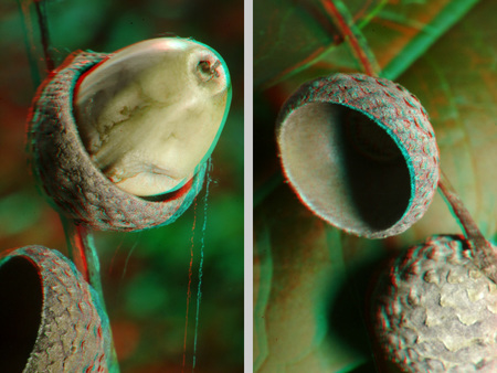 Makró felvétel egy makk és kupacsa közelképéről, részletes textúrával.