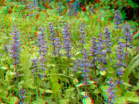 A képen egy mező látható, tele kékes-lilás virágokkal és zöld levelekkel.