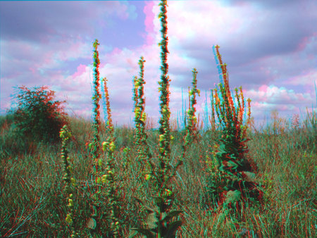 Mező magas növényekkel és felhős égbolttal Mező, ahol magas növények nőnek, a háttérben felhős égbolt látható.