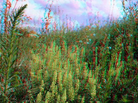 Mező különböző vadvirágokkal és növényekkel, 3D hatású színezéssel.