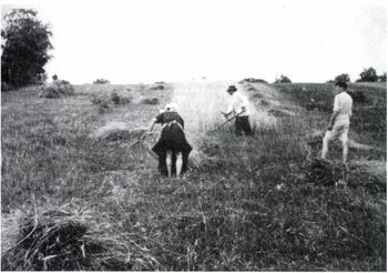 Mezőgazdasági munka szénagyűjtés közben Emberek szénát gyűjtenek egy mezőn, mezőgazdasági munka közben.