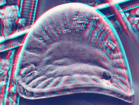 Mikroszkopikus diatóma látható 3D hatású képen, részletes struktúrával.