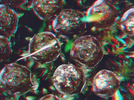 Mikroszkopikus felvétel növényi struktúrákról, valószínűleg moha spóratartókról.