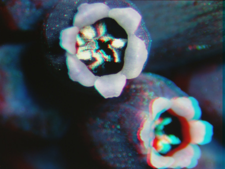 Mikroszkopikus felvétel egy virág belsejéről, színes közelkép.