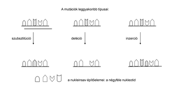Diagram a mutációk leggyakoribb típusairól: szubsztitúció, deléció, inzerció, és a nukleinsav építőelemei, a négyféle nukleotid.