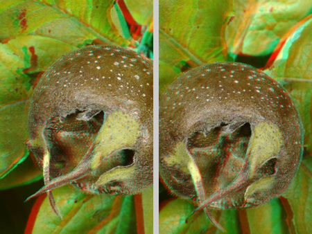 Közeli felvétel egy naspolya gyümölcsről, amely 3D hatású, zöld levelek háttérrel.