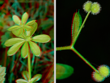 Zöld növény levelekkel és termésekkel, természetes környezetben