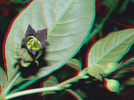 Növény levelekkel és virággal Közelkép egy növényről, amelynek levelei és virágai láthatók.