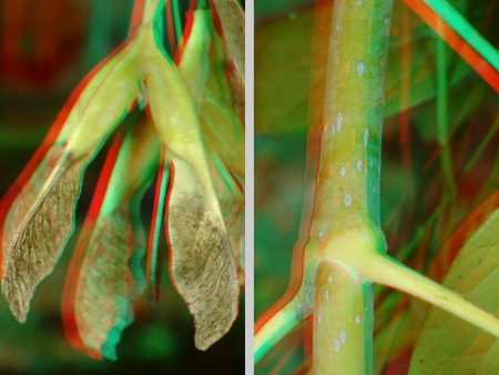 A képen egy növény magjai és szára látható 3D hatású képen, természetes környezetben.