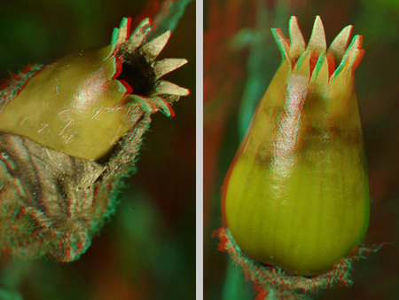 Makrofotó egy növény terméséről, amelynek csúcsa tüskés.