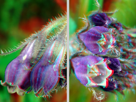 Közelkép egy növény virágairól, sztereoszkópikus hatással, természetes környezetben.