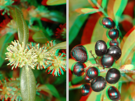 A képen egy növény virágai és bogyói láthatók 3D hatású képen, zöld levelekkel és piros bogyókkal.