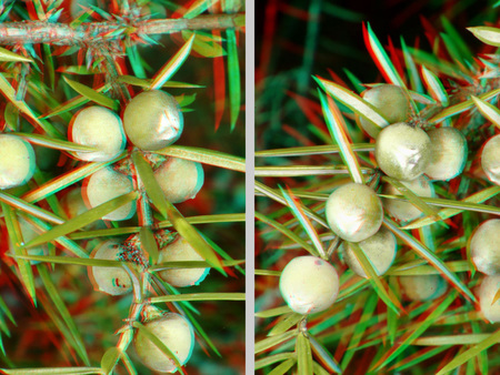 Sztereoszkópikus kép egy növényről, bogyókkal és tűszerű levelekkel, vörös és cián szűrőkkel.