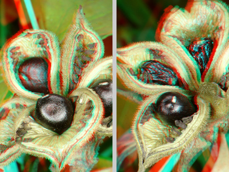 Közeli felvétel egy növény magházáról, 3D hatással.