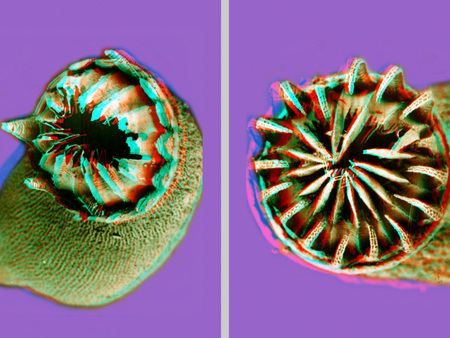 Két különböző nézetben látható növény magházának részletei, színes 3D hatással.