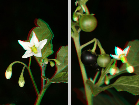 Növény virágokkal és bogyókkal, sztereoszkópikus hatás Növény virágokkal és bogyókkal, sztereoszkópikus hatású kép, 3D megjelenítés